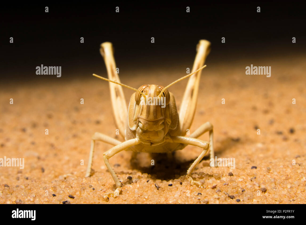 Grasshopper in the libyan desert, Sahara, Libya, North Africa Stock Photo