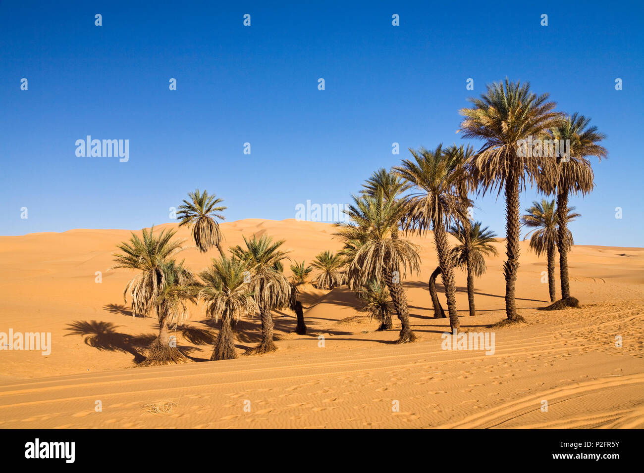 Date Palm Trees in Um el Ma oasis and sanddunes, libyan desert, Libya, Africa Stock Photo Alamy