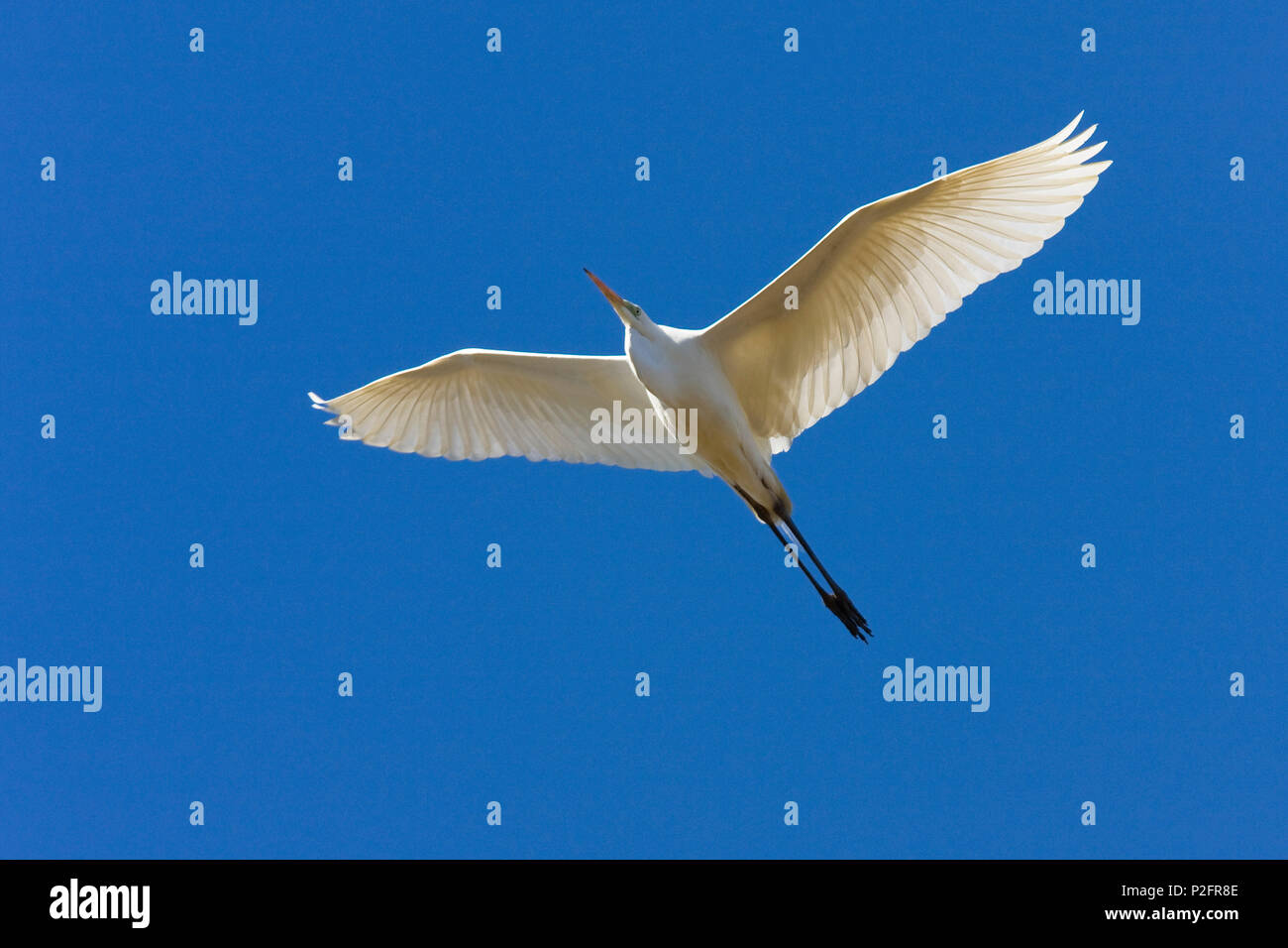 Great White Egret in flight, Egretta alba, Upper Bavaria, Germany Stock Photo