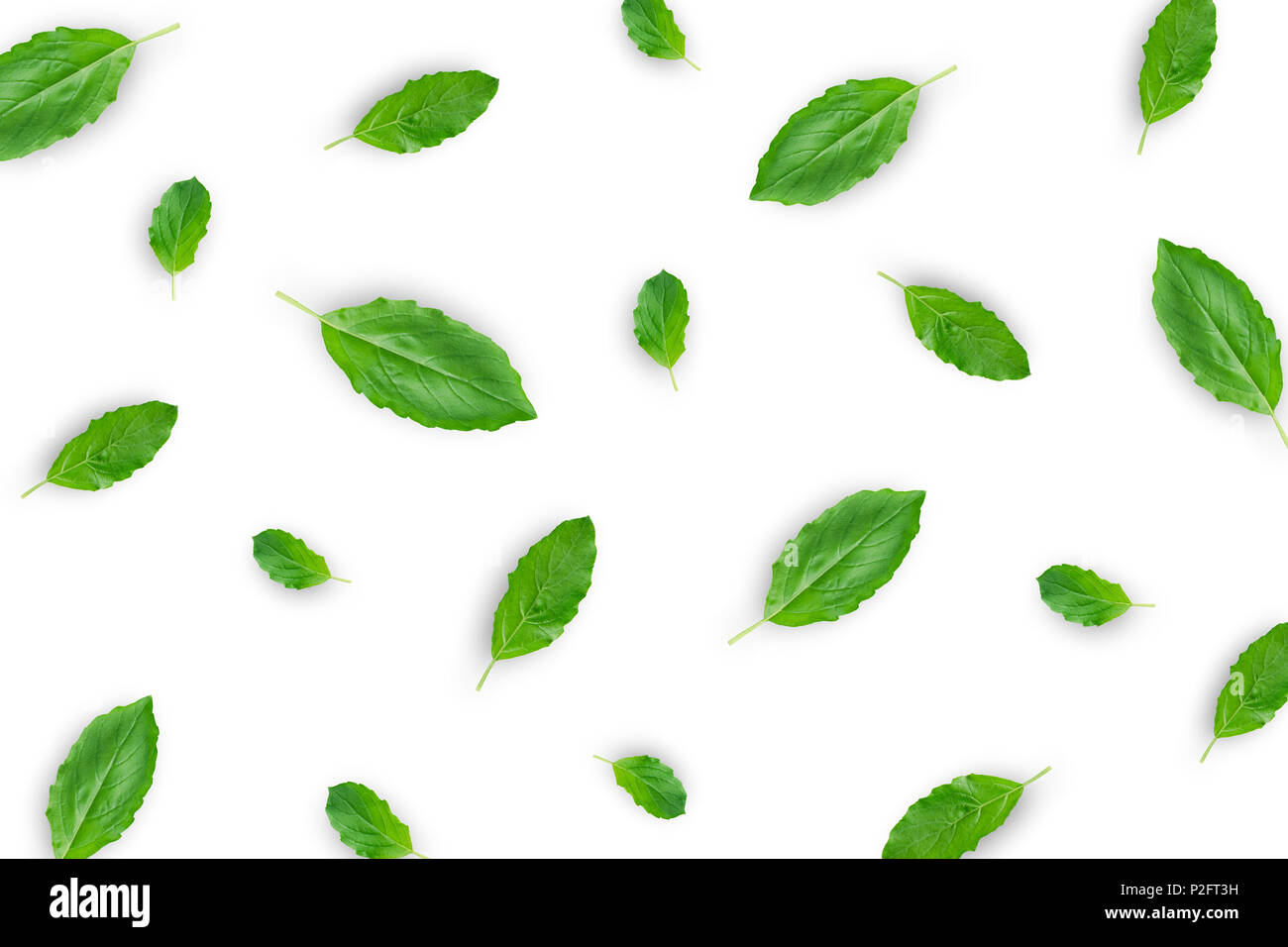 Top view of green leaves and fresh basil leaves on the white background. Abstract background by basil leaves. Stock Photo