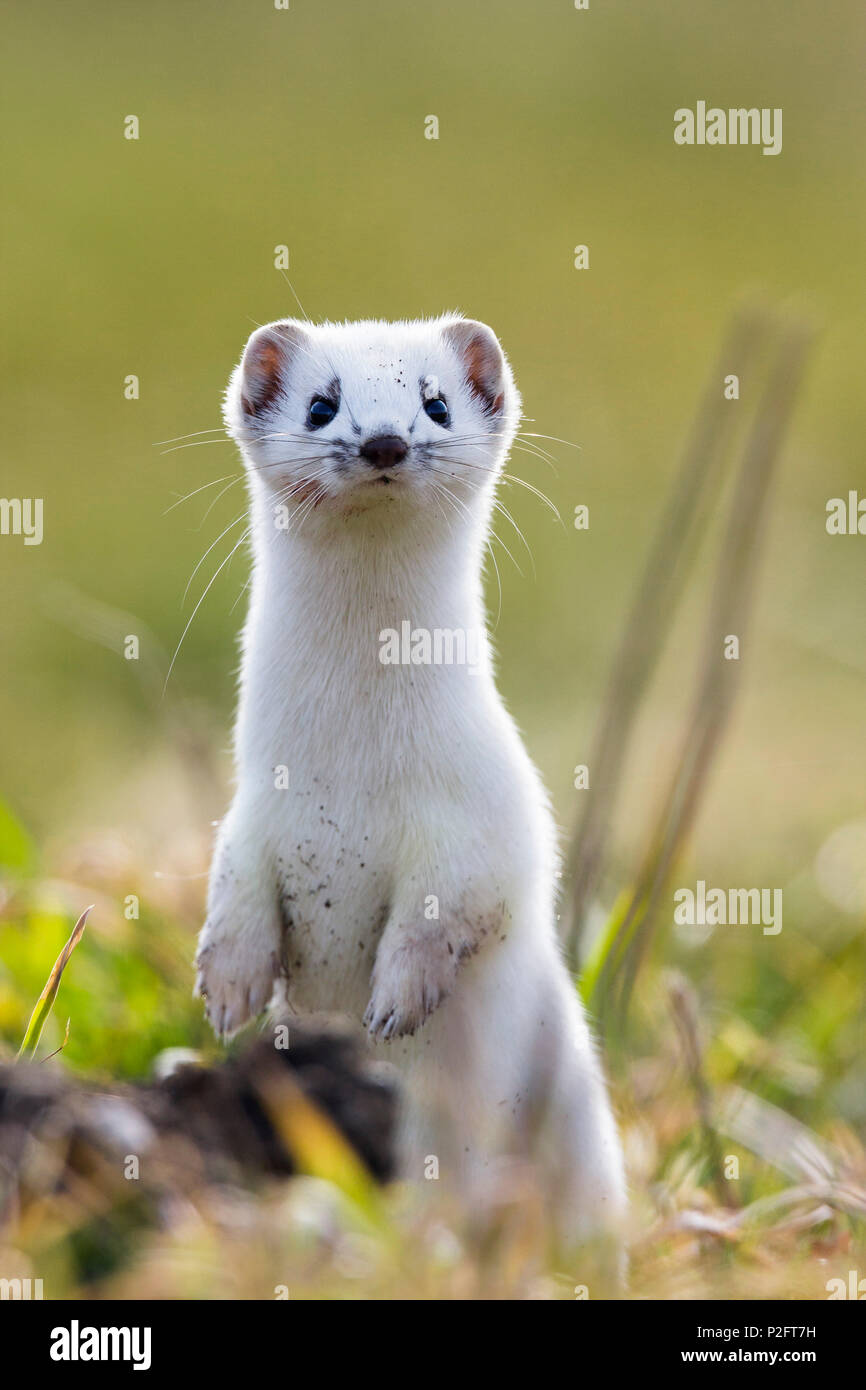 Weasel in winter-fur, Mustela erminea, Germany Stock Photo