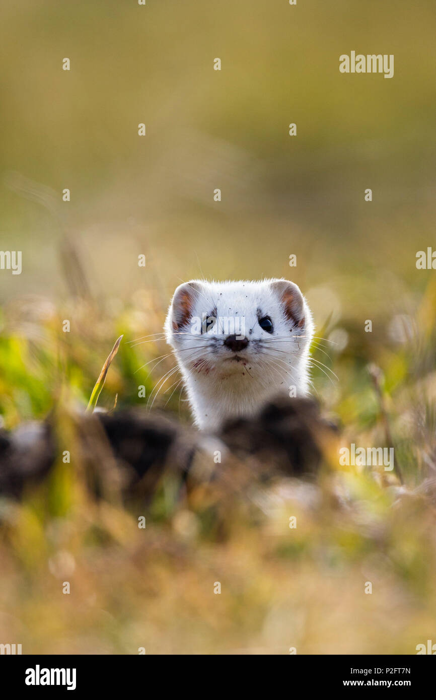 Weasel in winter-fur, Mustela erminea, Germany Stock Photo