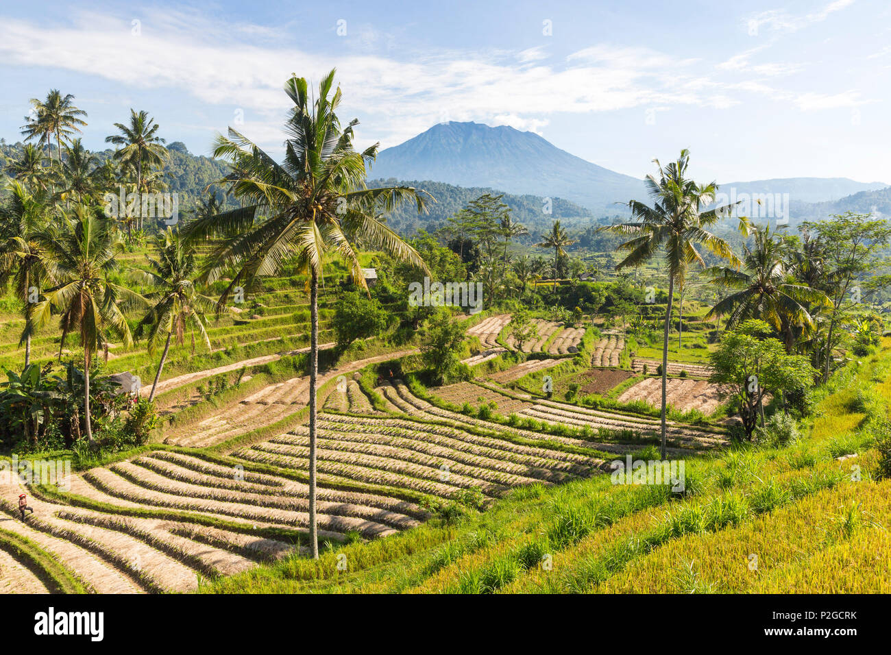 View over rice terraces, Gunung Agung in background, Sidemen, Bali, Indonesia Stock Photo