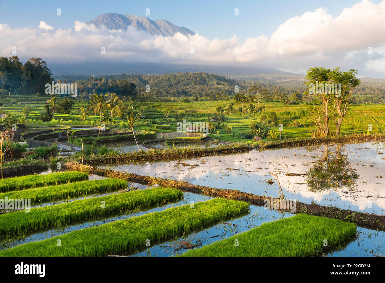Tropical scenery with paddy fields, Gunung Agung, near Sidemen, Bali, Indonesia Stock Photo