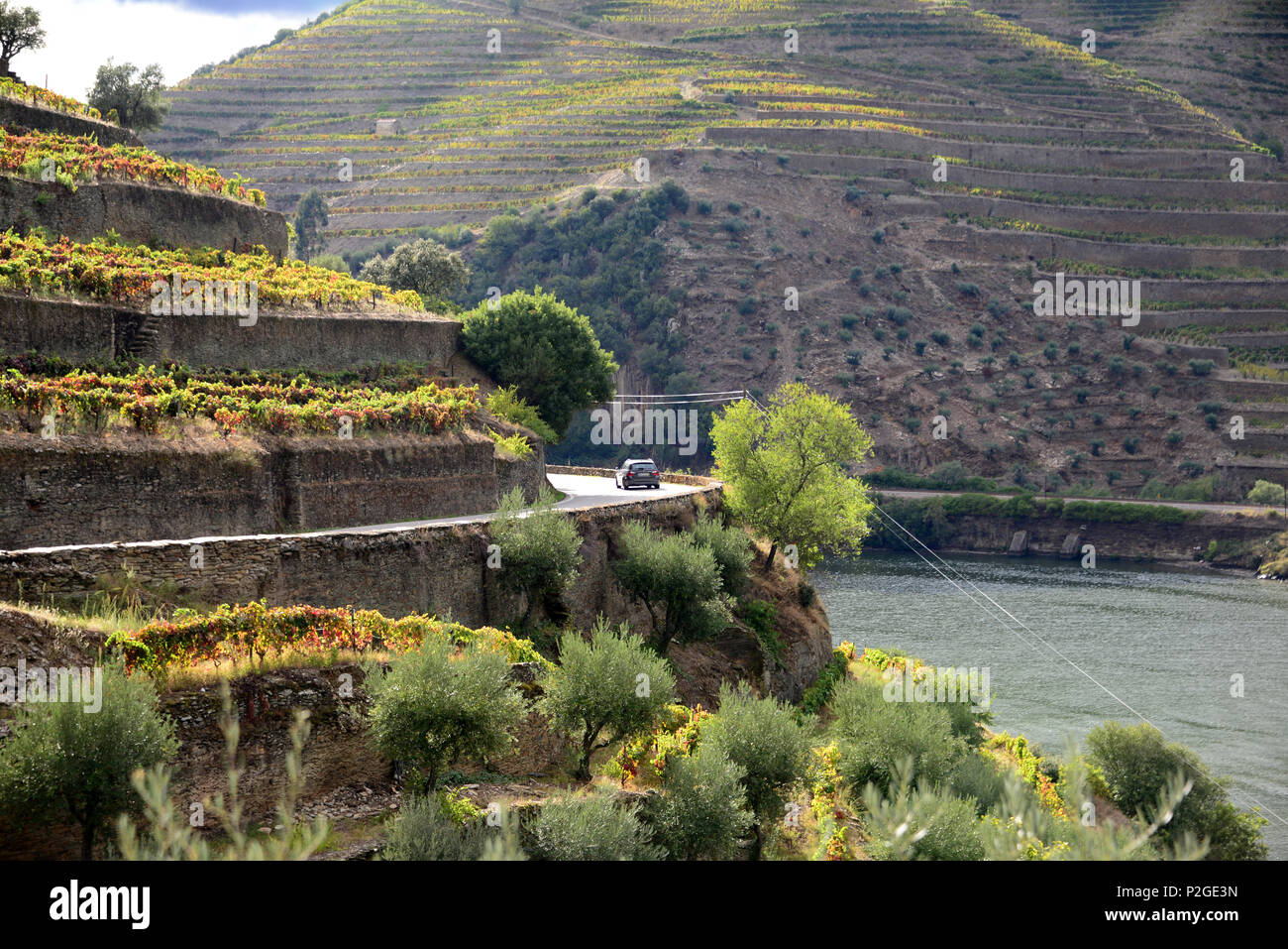 winefields between Peso Regua and Pinhao, Douro valley, Norte, Portugal Stock Photo