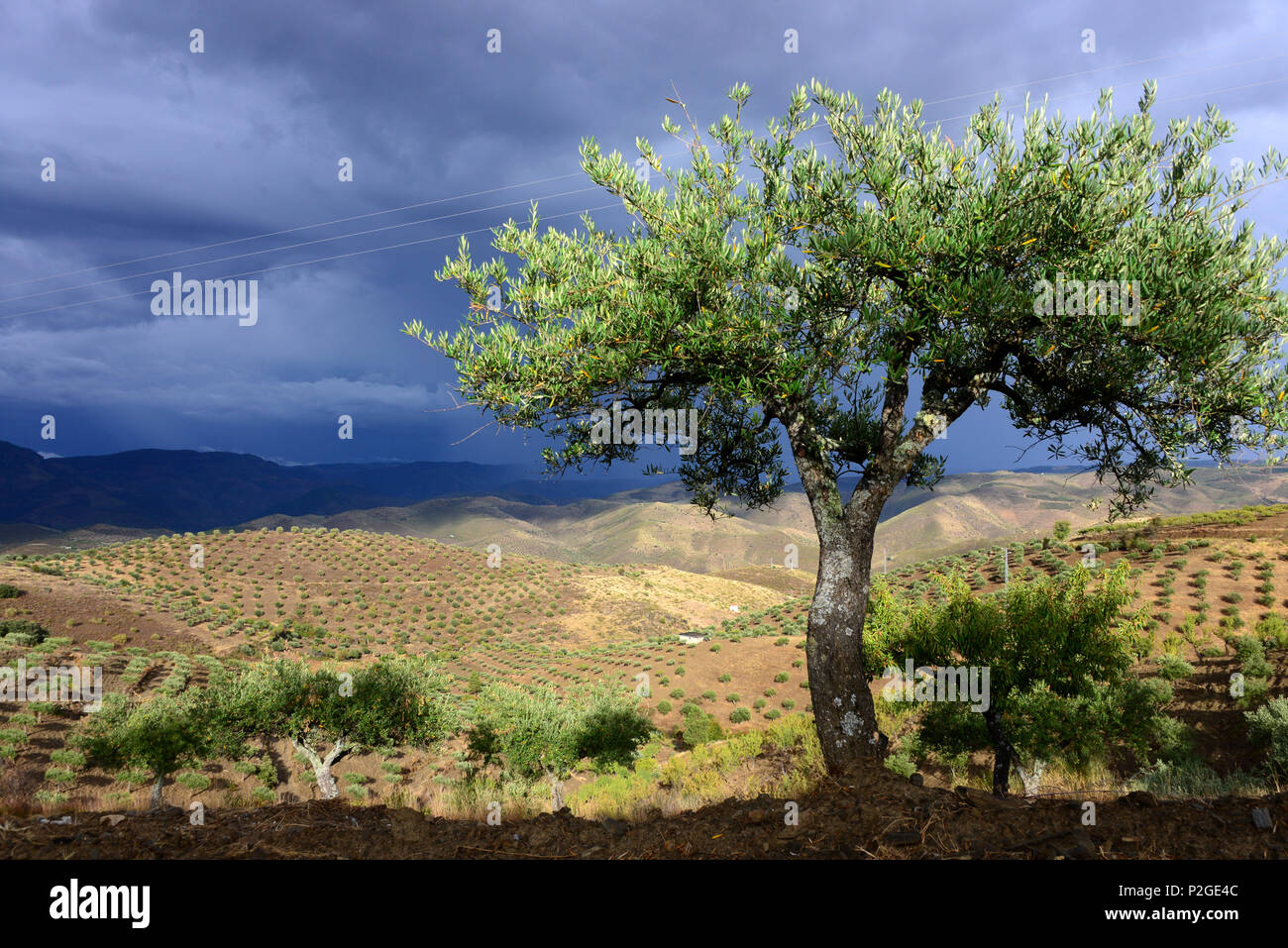 Olive trees at Rio Coa near Vila Nova de Foz Coa, upper Douro Valley, Norte, Portugal Stock Photo