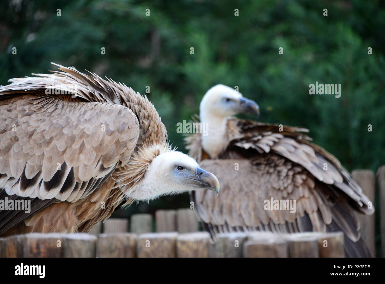 Vulture in Miranda do Douro, Parque Natural do Duoro International, Tras-os-Montes, Northeast-Portugal, Portugal Stock Photo