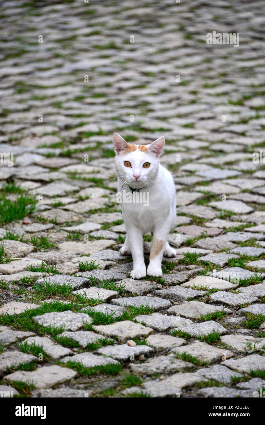 Cat in Montesinho in Parque Natural Montesinho near Braganca, Tras-os-Montes, Northeast-Portugal, Portugal Stock Photo