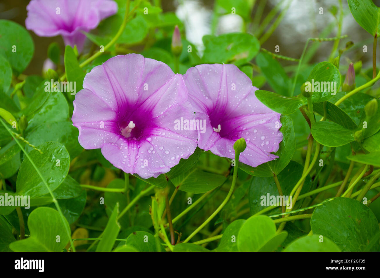 The violet flower tropical grows on sand with rain drops Stock Photo