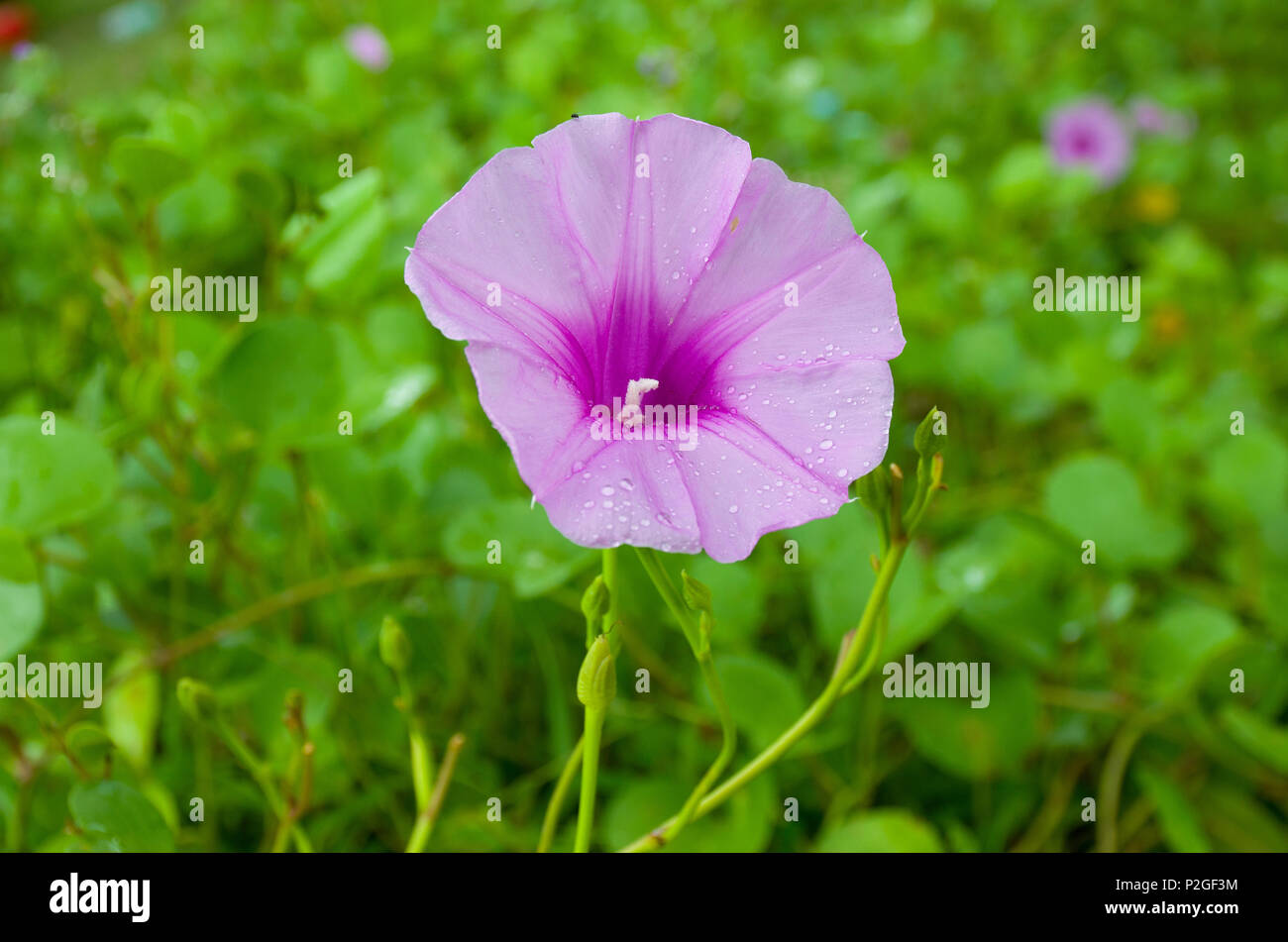 The violet flower tropical grows on sand with rain drops Stock Photo