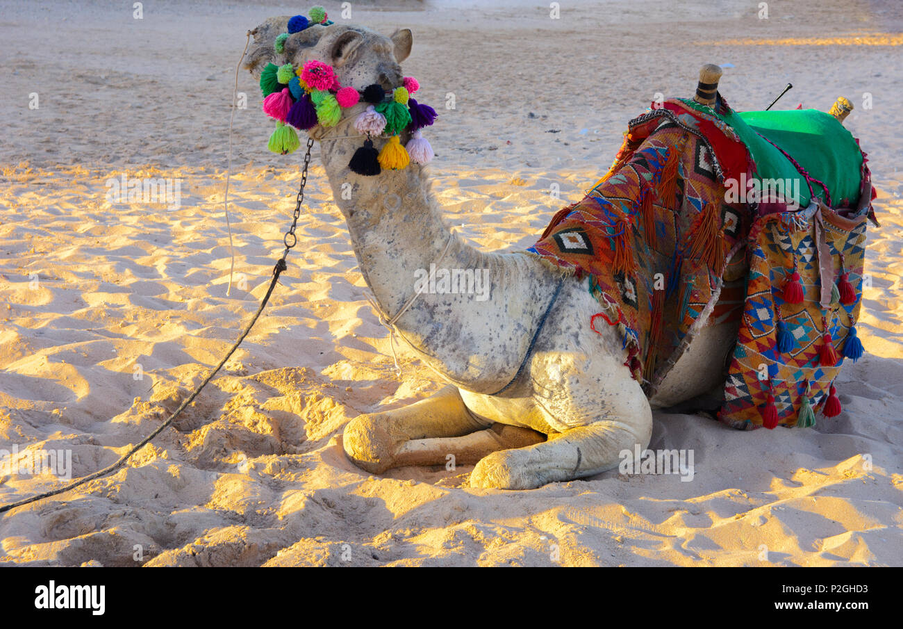 Camel Looped Rope Camel Tied To Rope High Resolution Stock Photography and Images - Alamy