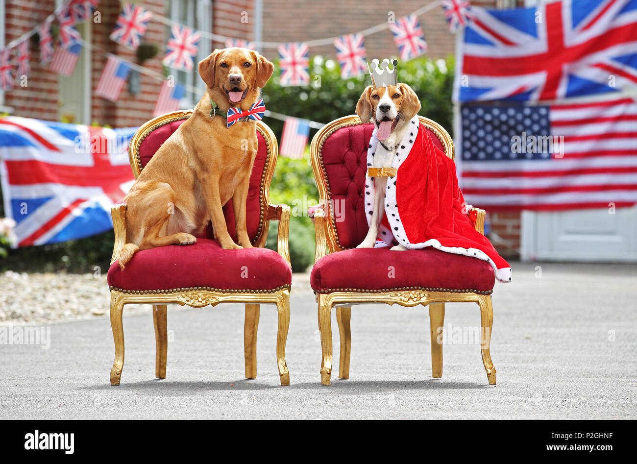 World’s first doggie street party! As the public prepares to throw