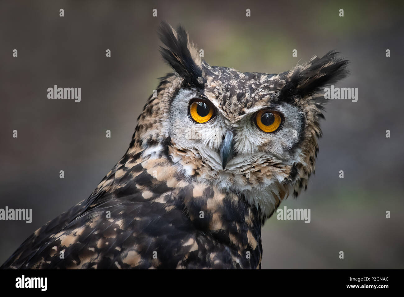 A very close up portrait of the head of a mackinder eagle owl staring intensely forward towards the camera with large orange eyes Stock Photo