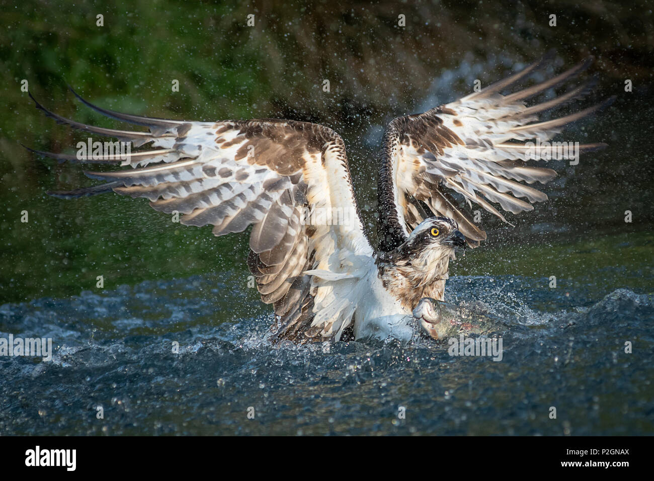 A close up photograph of an osprey fishing and emerging from the water with a trout and its wings outspread Stock Photo
