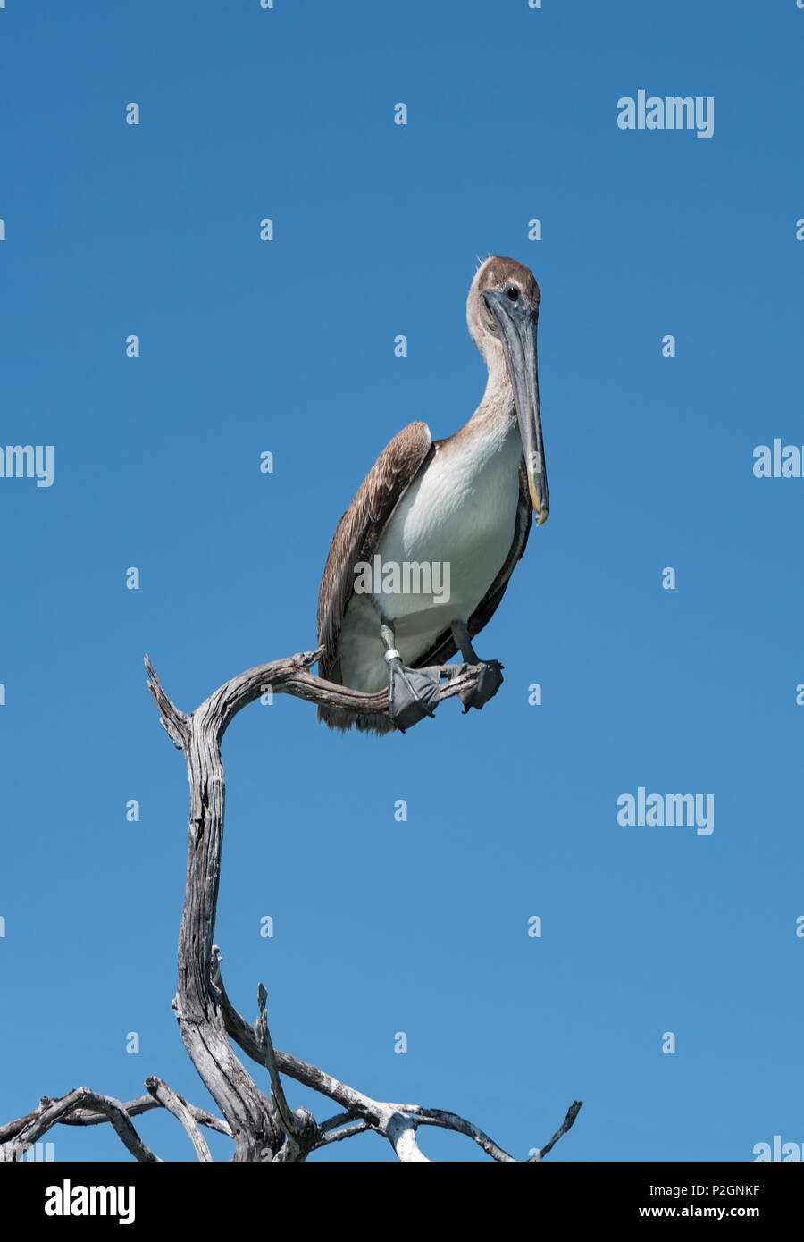 Brown Pelican (Pelecanidae) on a dry branch at the Gulf of Mexico, Yucatan, Mexico Stock Photo