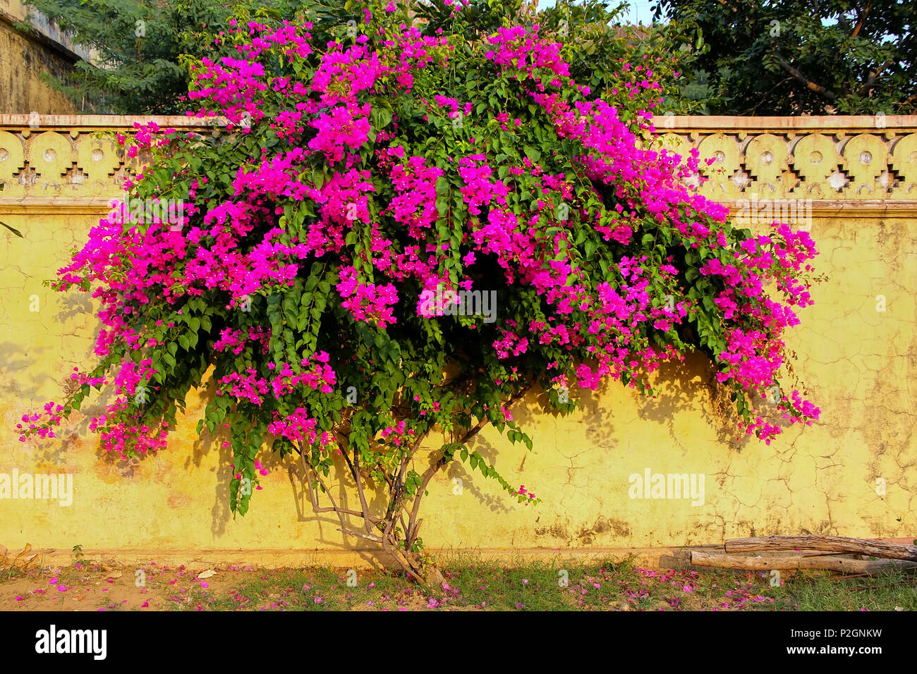 Bougainvillea tree with flowers against yellow wall at  Royal cenotaphs in Jaipur, Rajasthan, India. They were designated as the royal cremation groun Stock Photo