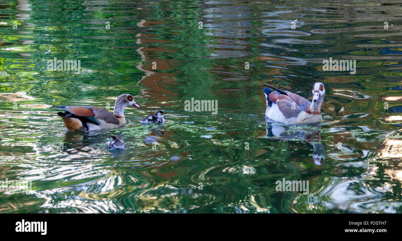 Egyptian goose (Alopochen aegyptiaca) and goslings Stock Photo