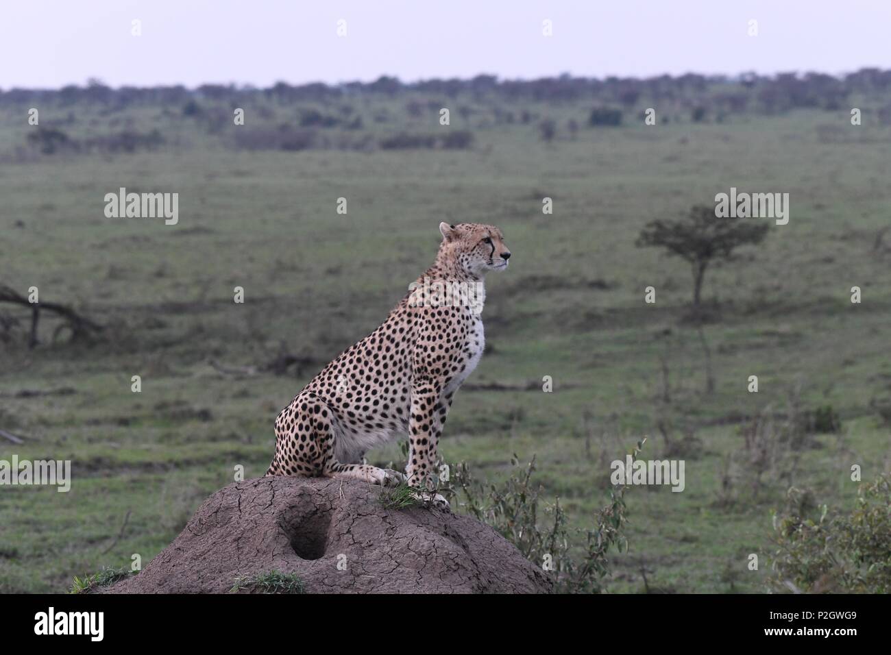Lone cheetah sitting on the green Maasai Mara savannah looking for prey. Picture taken early morning, Olare Motorogi Conservancy. Acinonyx jubatus Stock Photo