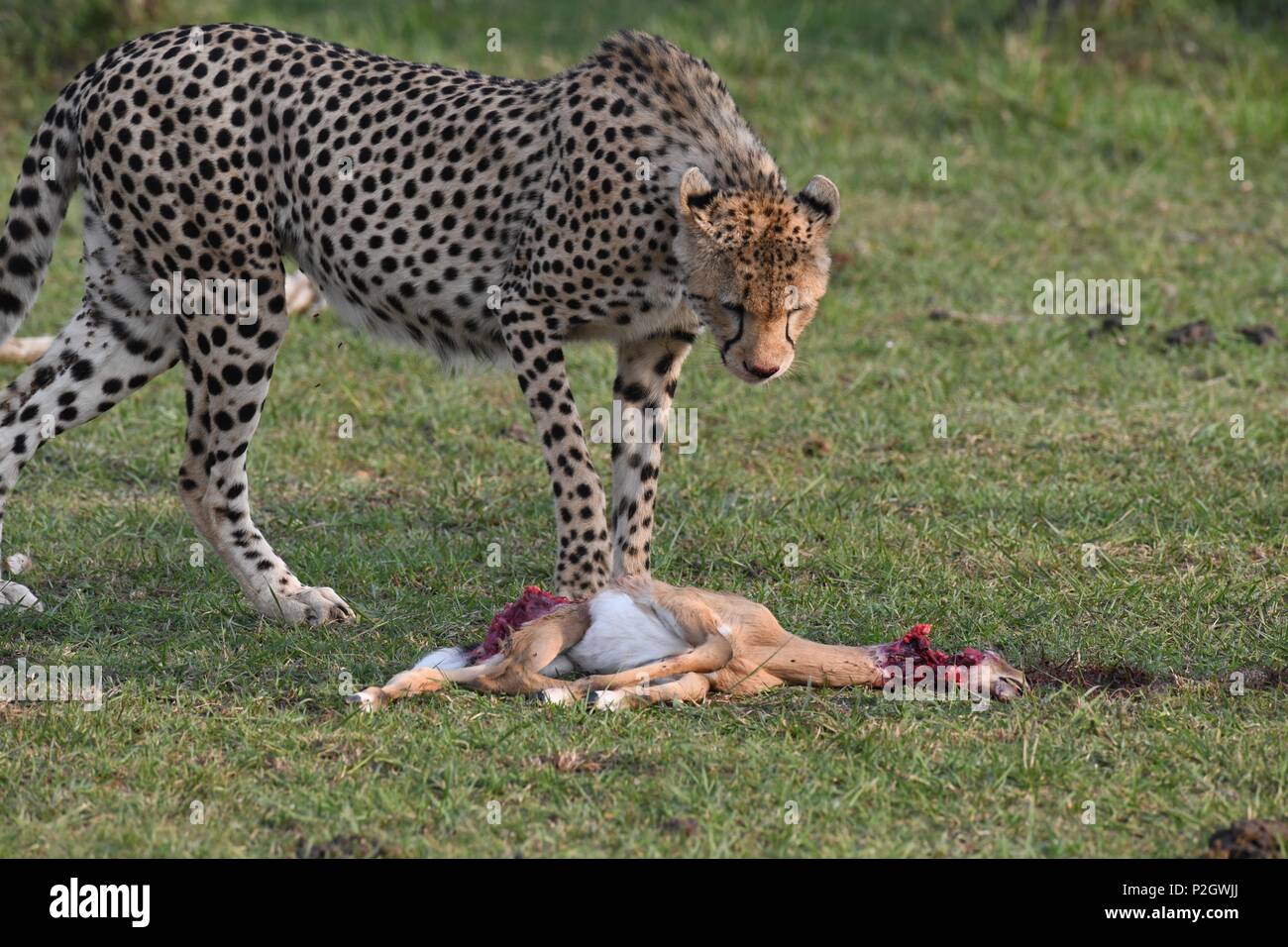 Lone cheetah sitting on the green Maasai Mara savannah eating its prey. Picture taken early morning, Olare Motorogi Conservancy. Acinonyx jubatus Stock Photo
