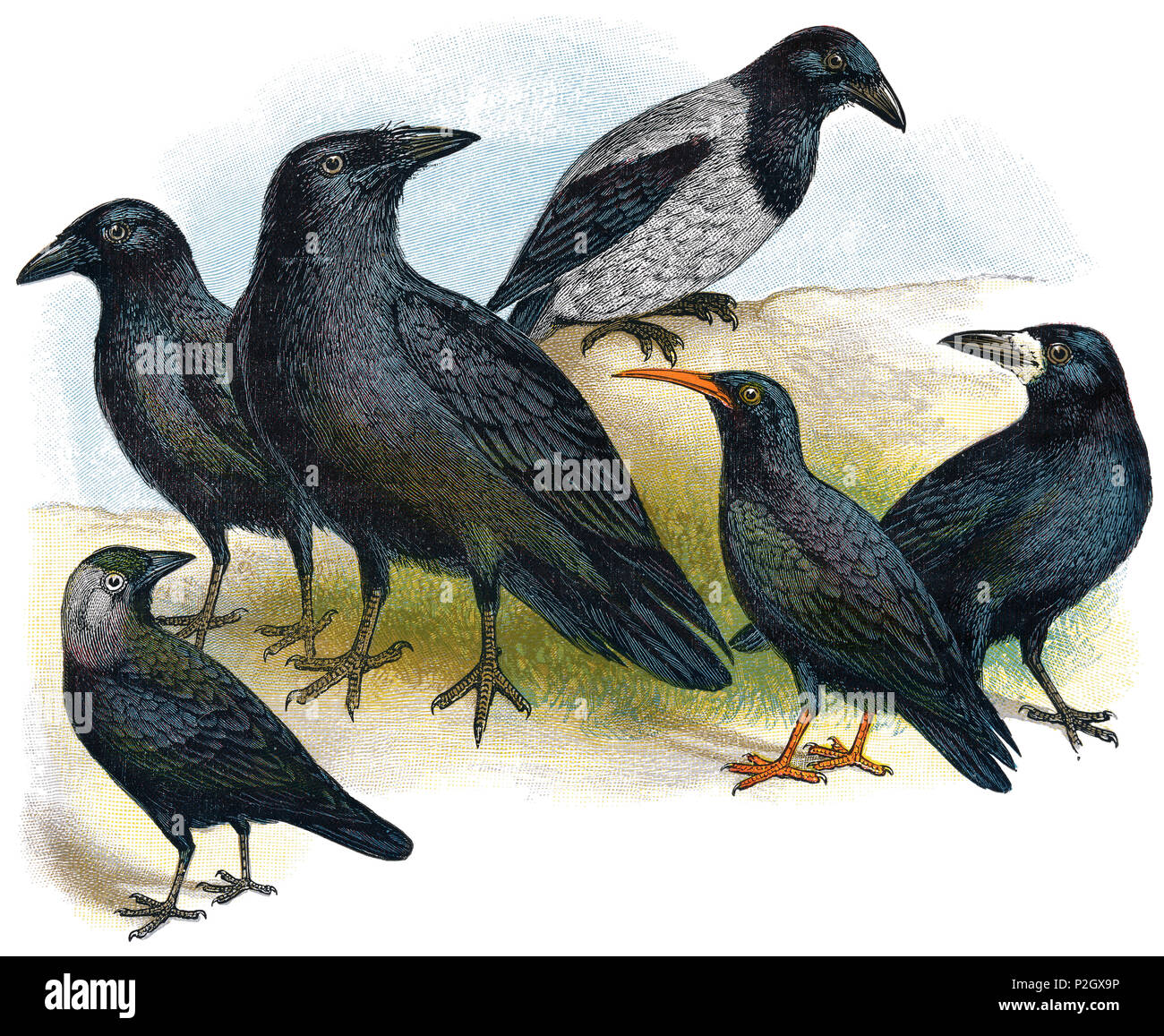 1898 colour engraving of birds from the Corvidae family. Left to right, carrion crow (corvus corone), jackdaw (coloeus monedula), common raven (corvus corax), hooded crow (corvus cornix), red-billed chough (pyrrhocorax pyrrhocorax) and rook (corvus frugilegus). Stock Photo