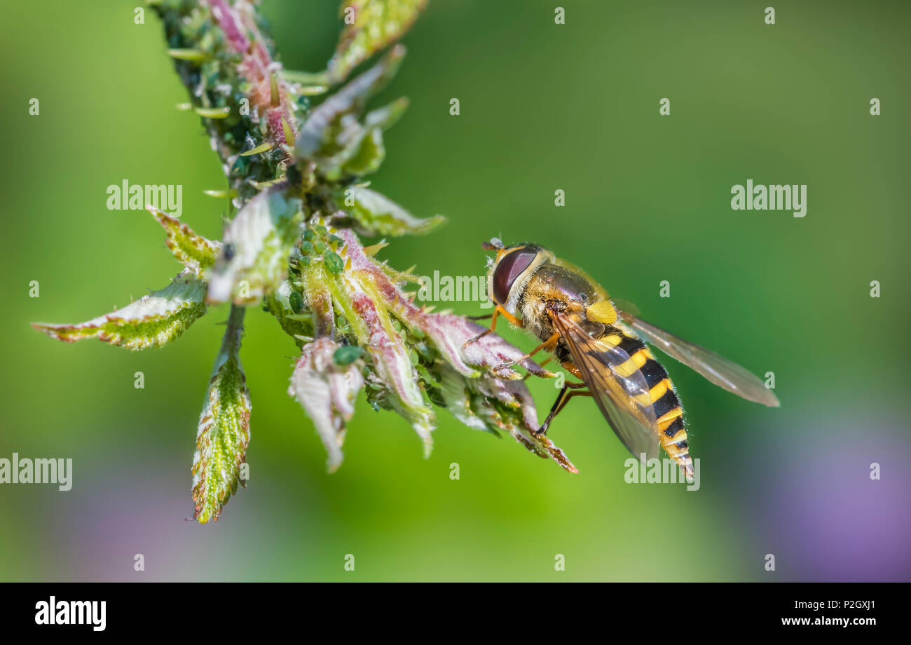 Female Common Hoverfly, Syrphus ribesii, in early Summer (June) on a flower in West Sussex, England, UK. The yellow hind femur indicates its female. Stock Photo