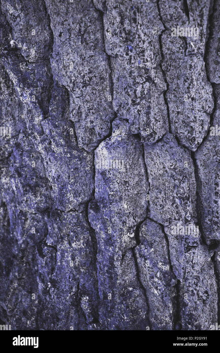 cracked rough purple tree bark background Stock Photo Alamy