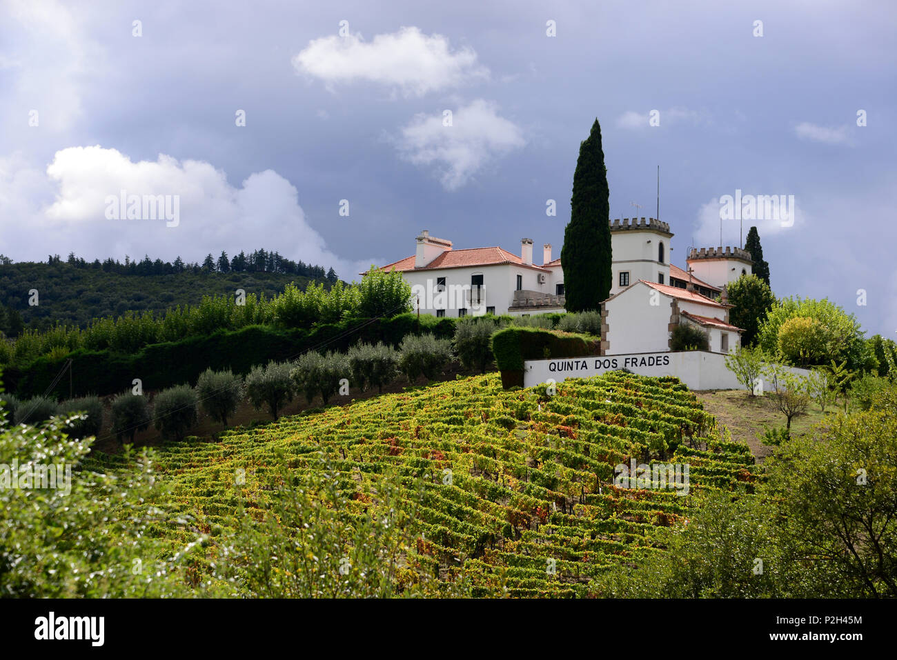Vinery and winefields between Peso Regua and Pinhao, Douro valley, Norte, Portugal Stock Photo