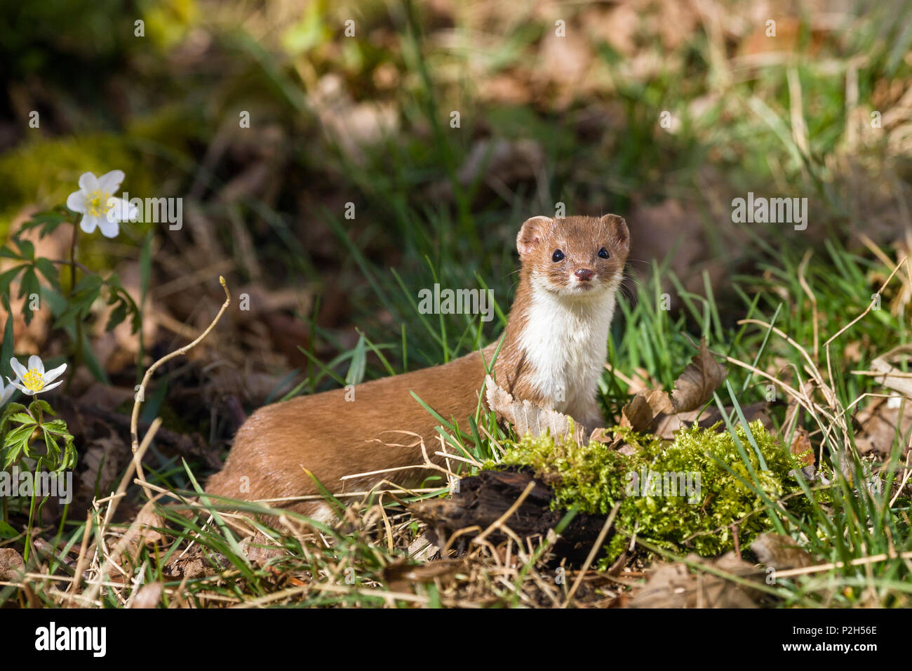 Weasel, Mustela nivalis, Bavaria, Germany Stock Photo
