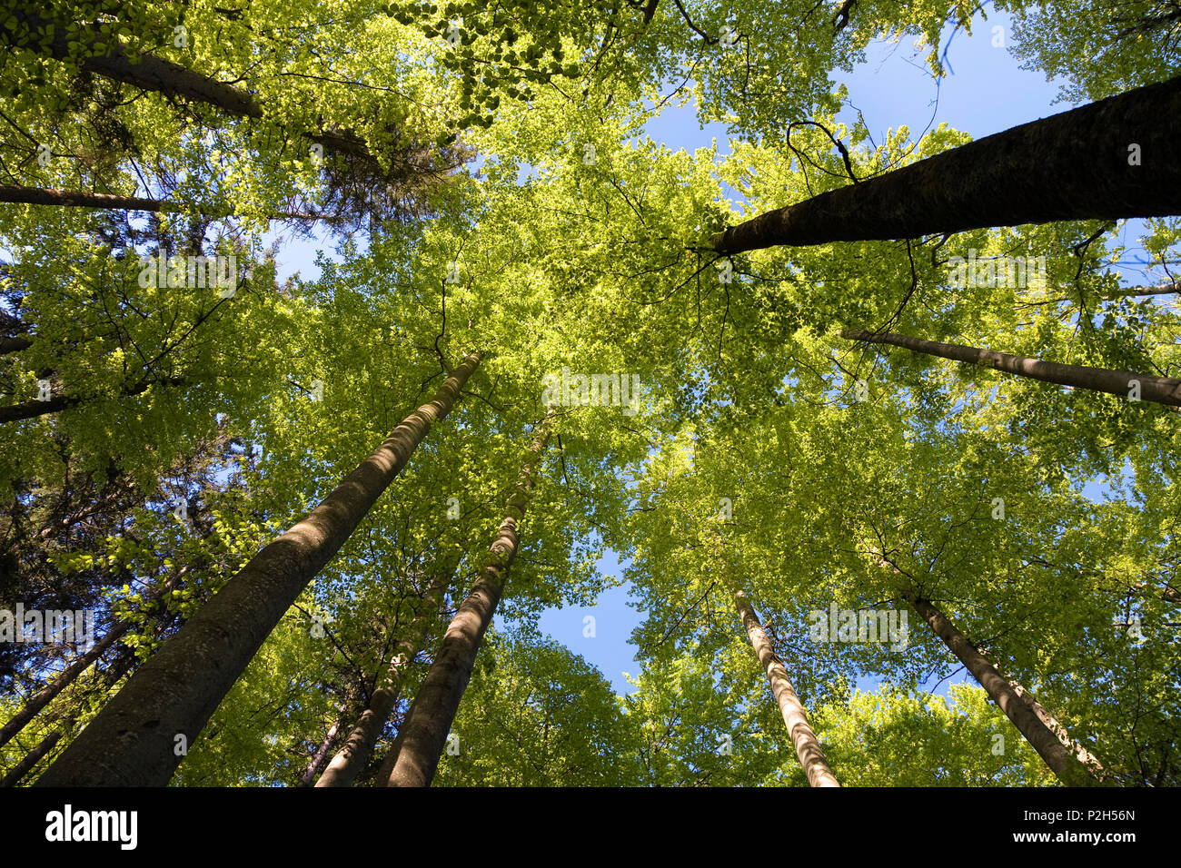 beech-forest in spring, Fagus sylvatica Stock Photo
