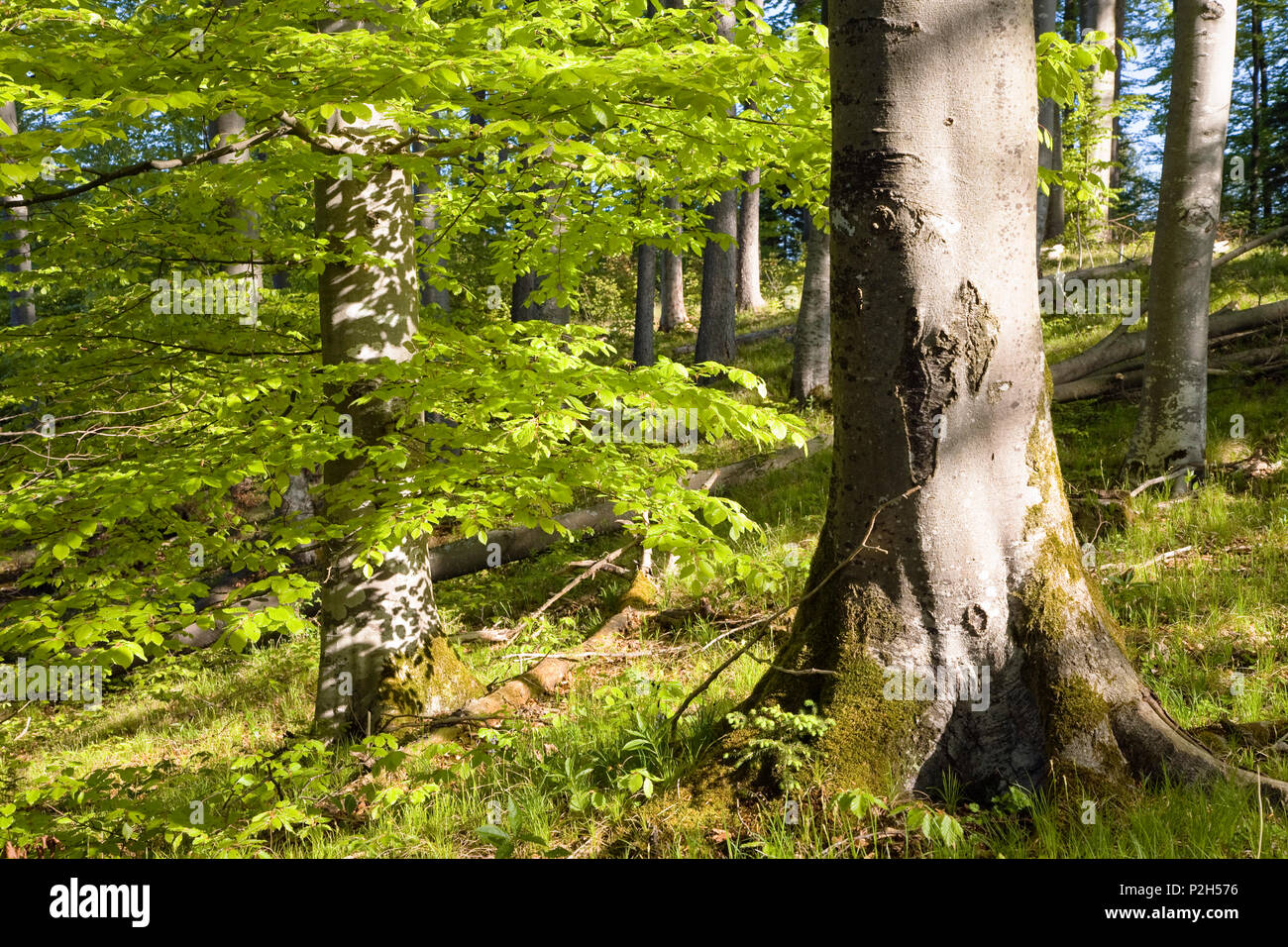beech-forest in spring, Fagus sylvatica Stock Photo