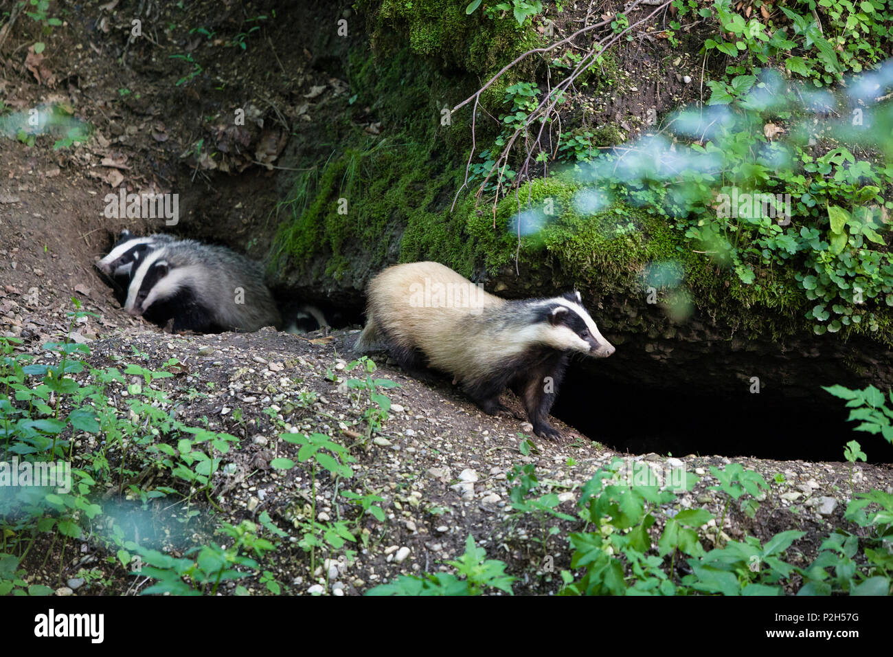 Badger with cubs at den, Meles meles, Bavaria, Germany Stock Photo