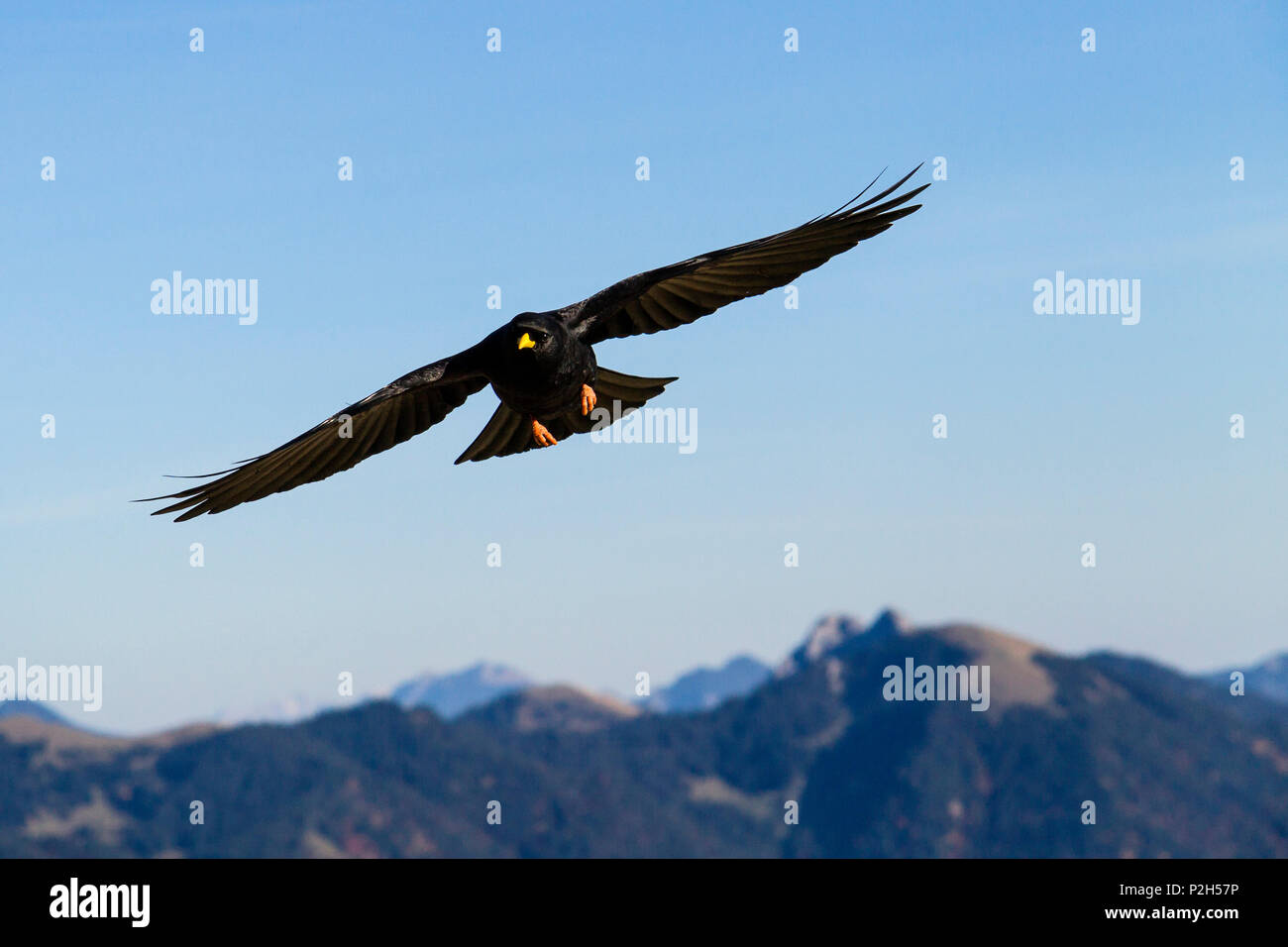 Alpine Choughs flying over mountains, Pyrrhocorax graculus, Alps, Upper Bavaria, Germany Stock Photo