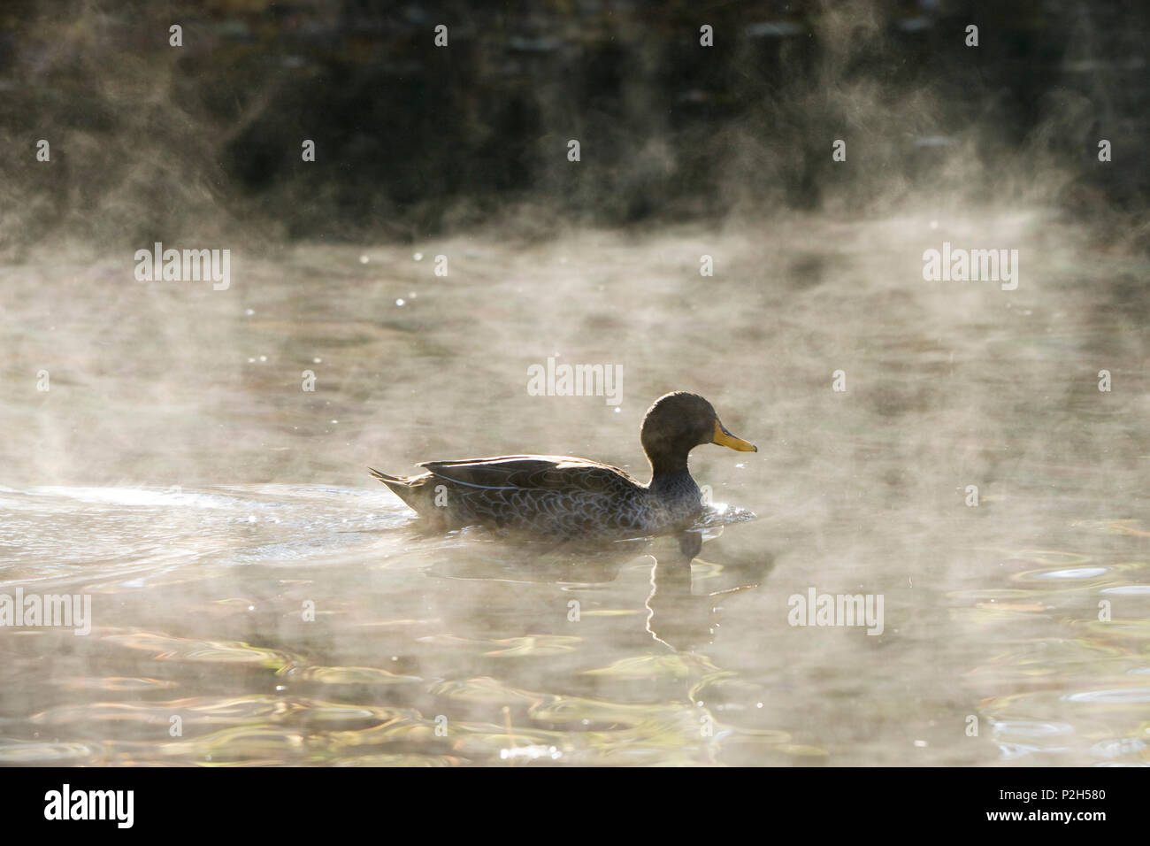 Yellow-billed Duck, Anas undulata, Africa Stock Photo