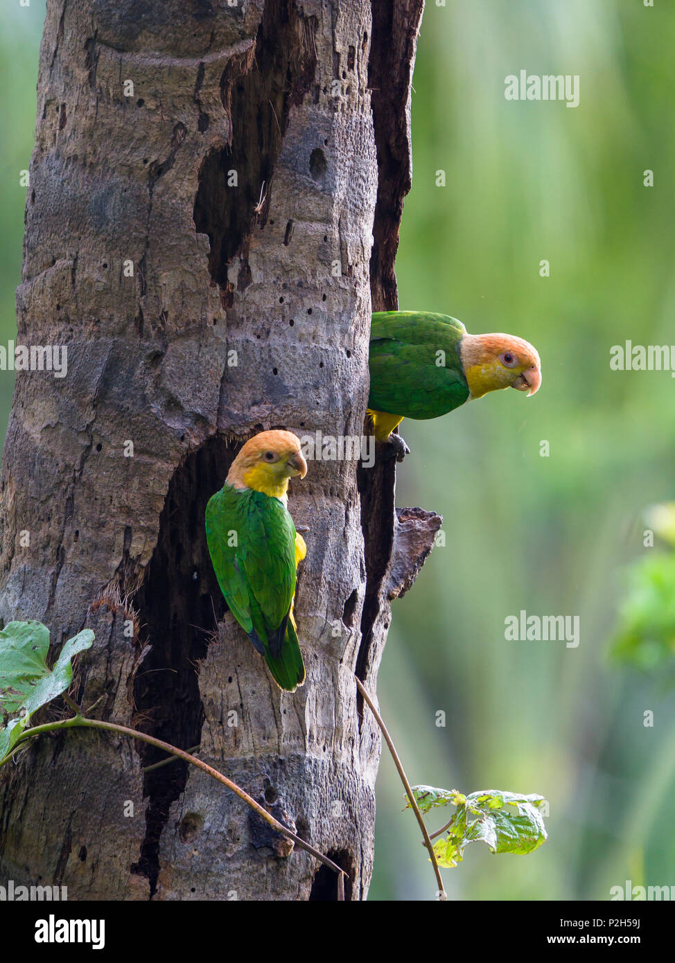 White-bellied Parrots in rainforest, Pionites leucogaster xanthomeria, Tambopata National Reserve, Peru, South America Stock Photo
