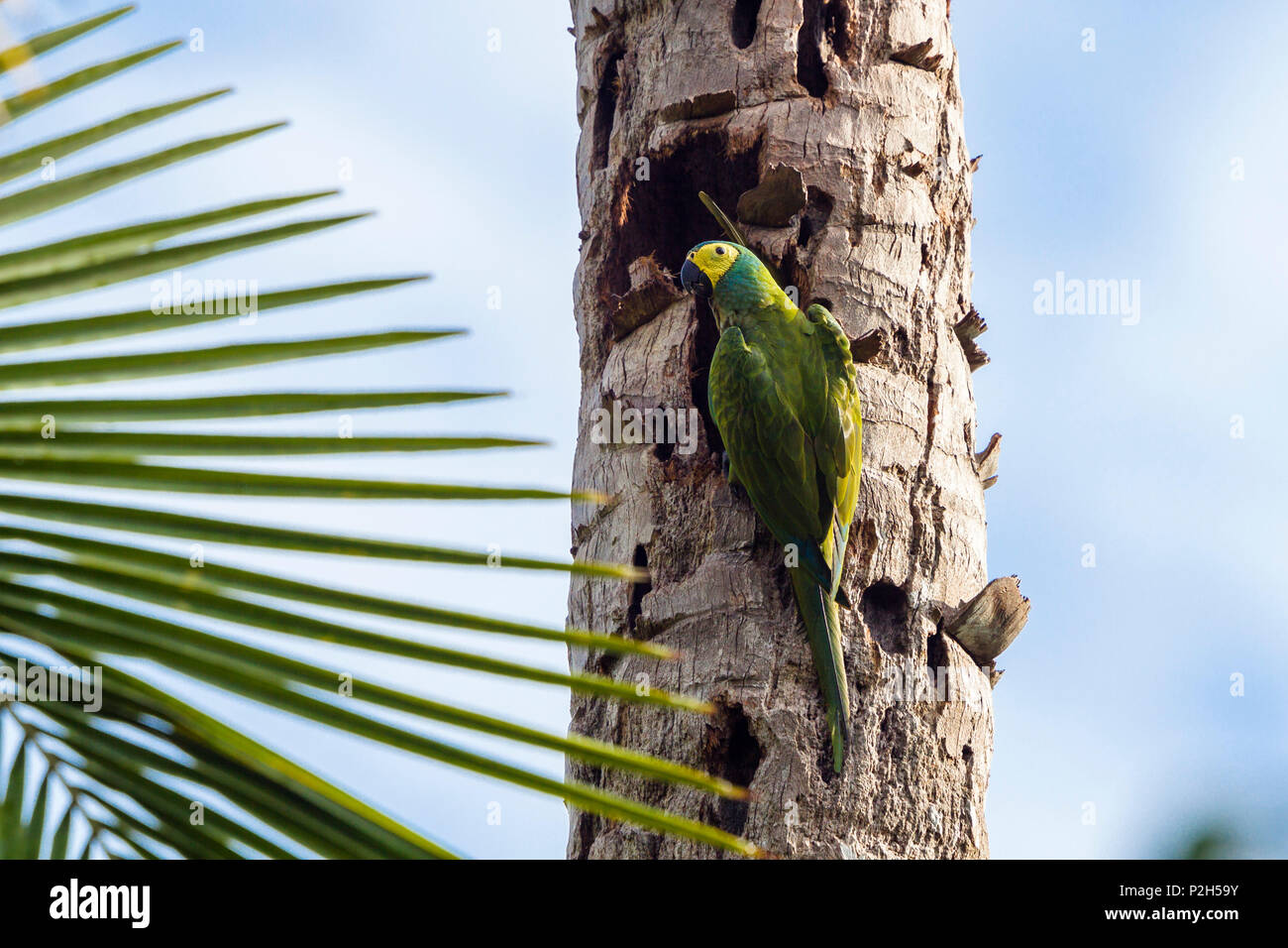 Red-bellied Macaw, Orthopsittaca manilata, Tambopata National Reserve, Peru, South, America Stock Photo