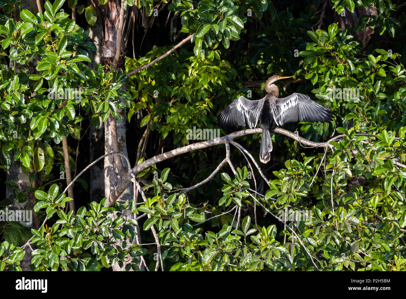 American Darter drying wings, Anhinga, Sandoval Lake, Tambopata National Reserve, Peru, South America Stock Photo