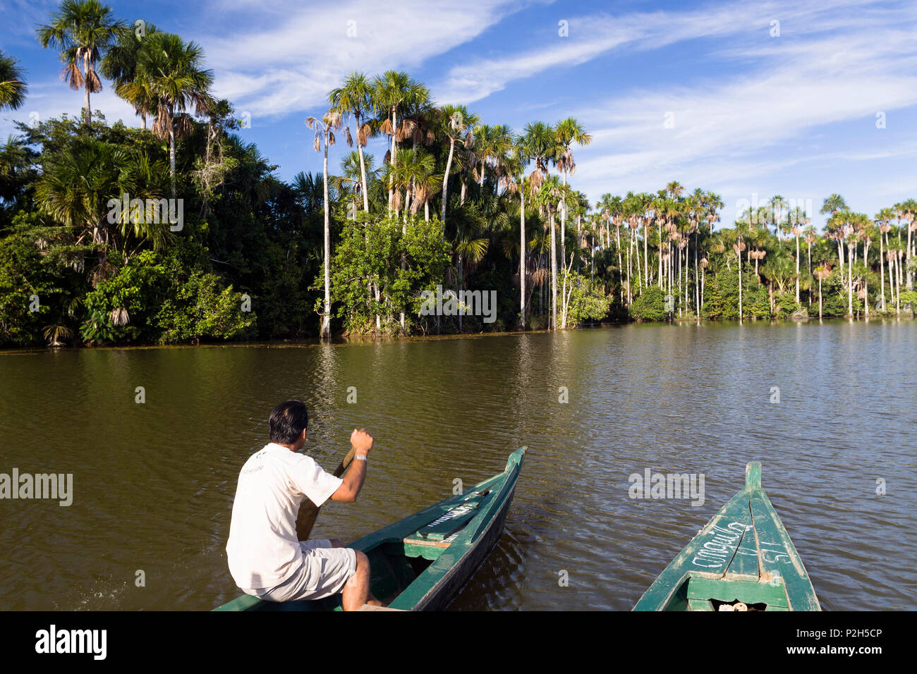 Tourist boat and Mauriti Palm Trees, Buriti, Moriche Palms, at Sandoval Lake, Mauritia flexuosa, Tambopata National Reserve, Per Stock Photo