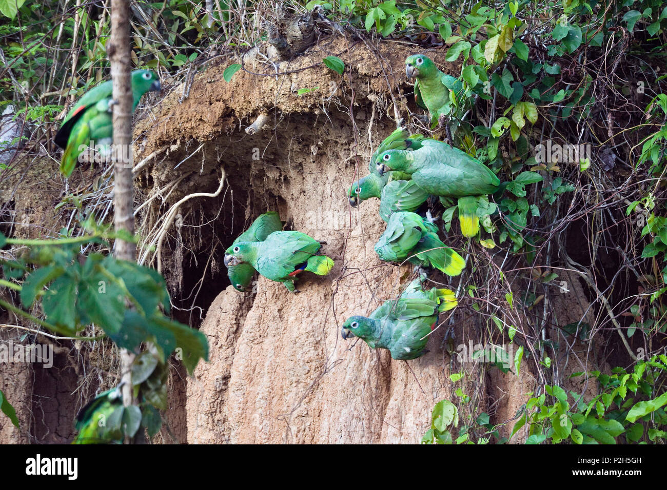 Mealy Amazons at saltlick, Amazona farinosa farinosa, Tambopata National Reserve, Peru, South America Stock Photo