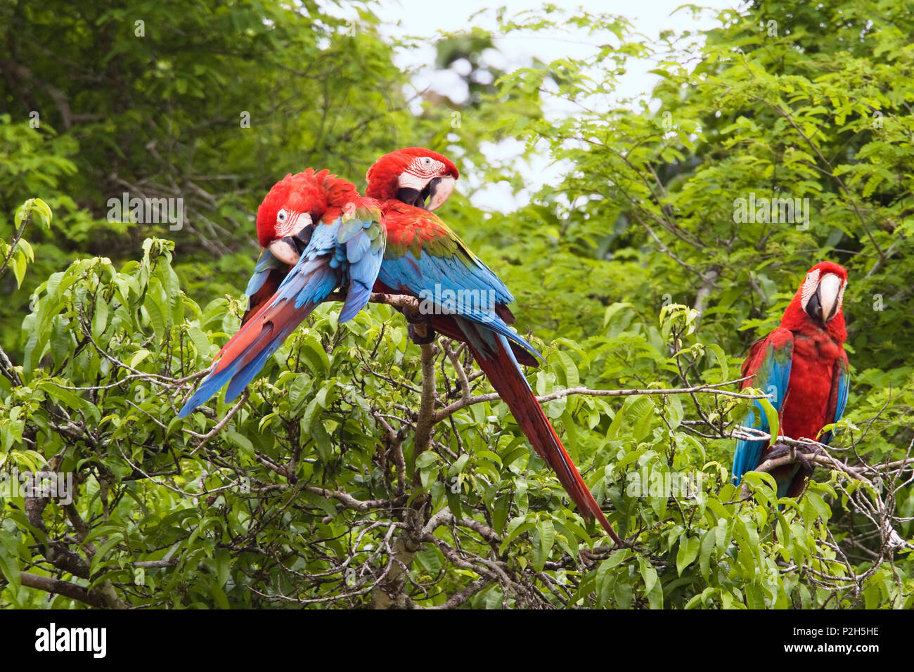 Red-and-green Macaws in rainforest, Ara chloroptera, Tambopata National  Reserve, Peru, South America Stock Photo - Alamy
