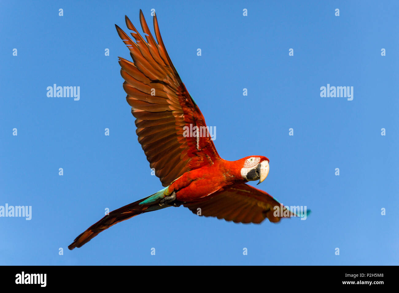 Red-and-green Macaw in flight Ara chloroptera, Tambopata National Reserve, Peru, South America Stock Photo