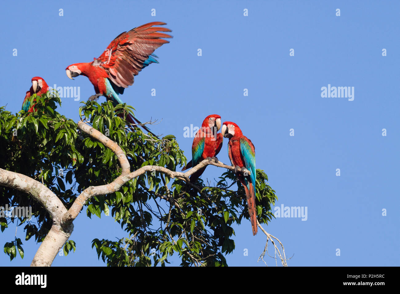 Red-and-green Macaws in rainforest, Ara chloroptera, Tambopata National Reserve, Peru, South America Stock Photo