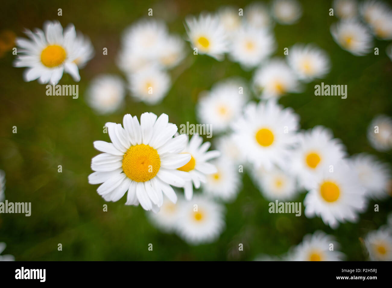 Leucanthemum vulgare, the ox-eye daisy, or oxeye daisy, is a widespread flowering plant native to Europe and the temperate regions of Asia Stock Photo