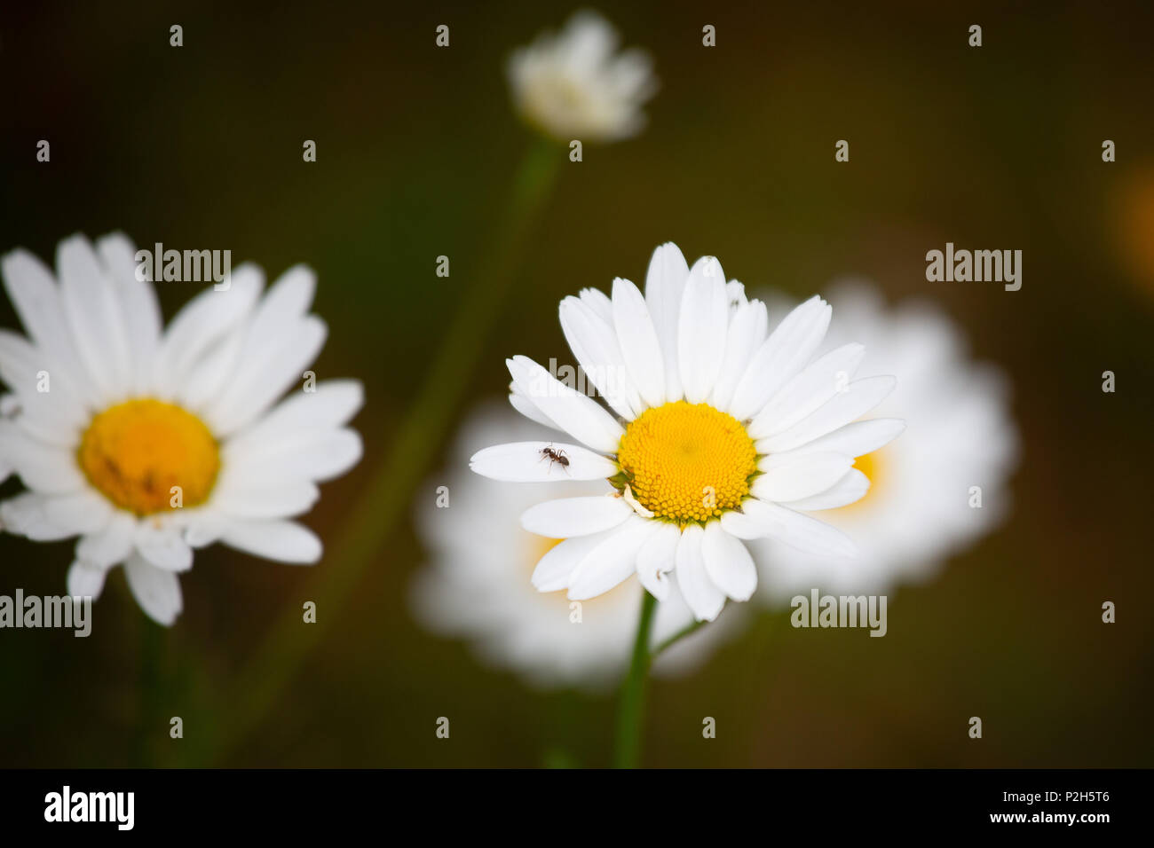 Leucanthemum vulgare, the ox-eye daisy, or oxeye daisy, is a widespread flowering plant native to Europe and the temperate regions of Asia Stock Photo