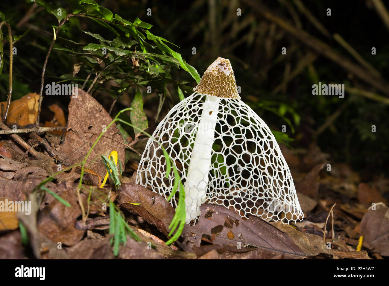 mushroom, Dictyphora indusiata, rainforest, Tambopata Reserve, Peru, South America Stock Photo