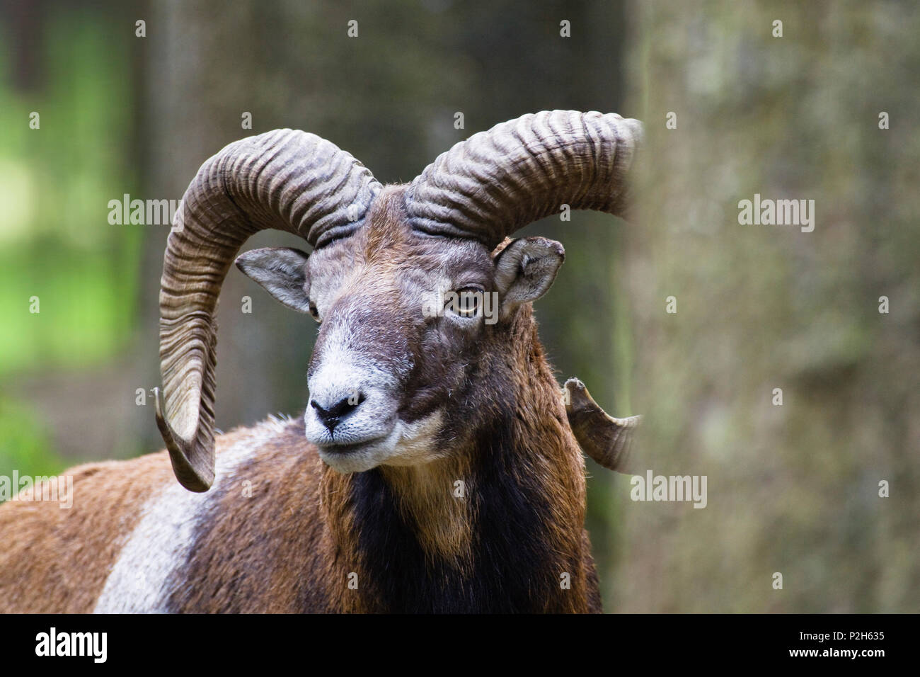Mouflon, Argali, Ovis ammon, Bavaria, Germany, captive Stock Photo