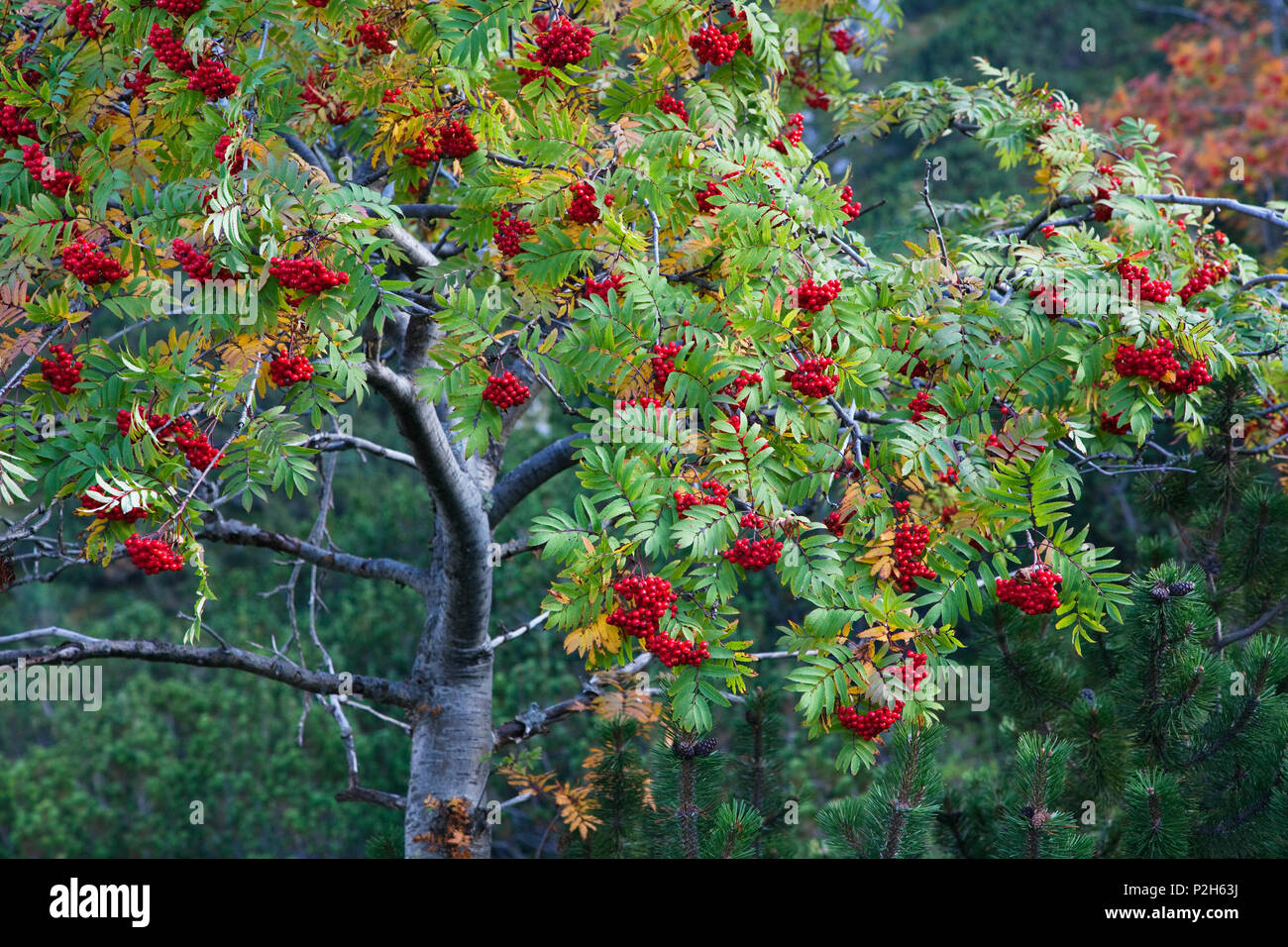 European Mountain Ash in fall, Sorbus aucuparia, Alps, Austria, Europe Stock Photo