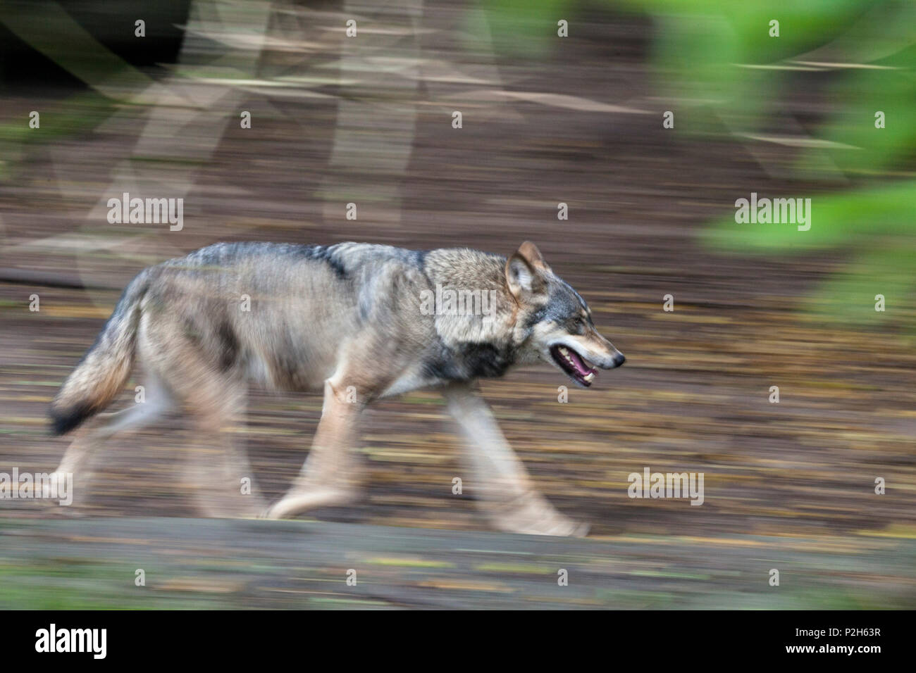 European Wolf running, Canis lupus, Europe, captive Stock Photo