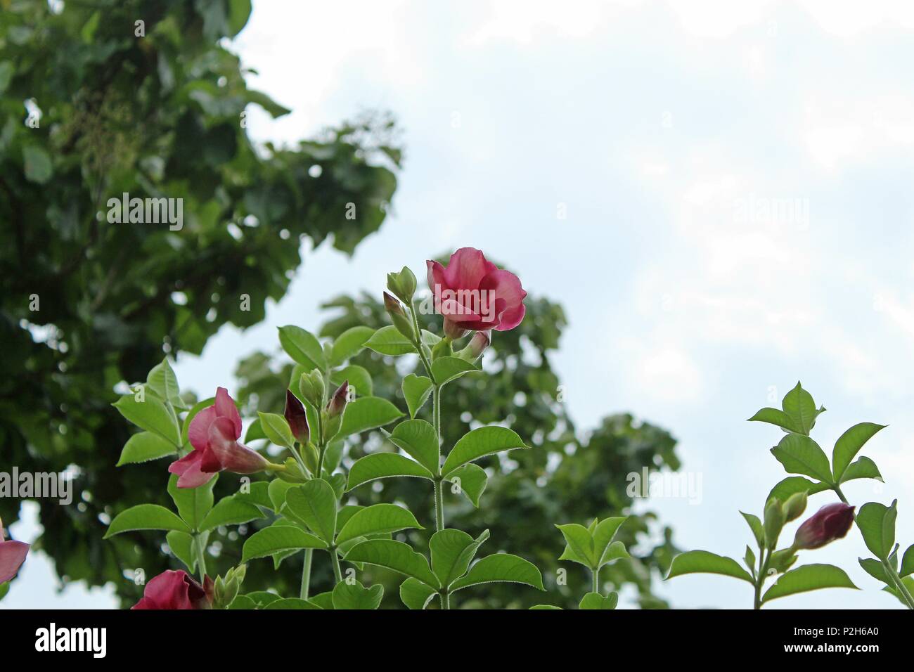 Purple Allamanda flower (Allamanda blanchetii) with green leaves and cloudy sky background. Violet allamanda flower is a species of flowering plant. Stock Photo