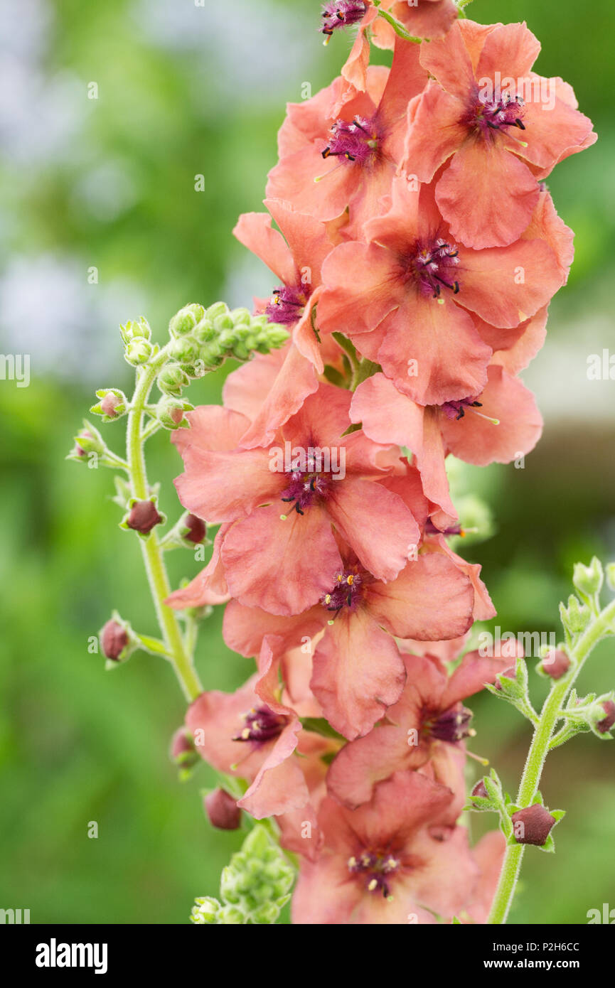 Verbascum 'Firedance' flowers. Stock Photo