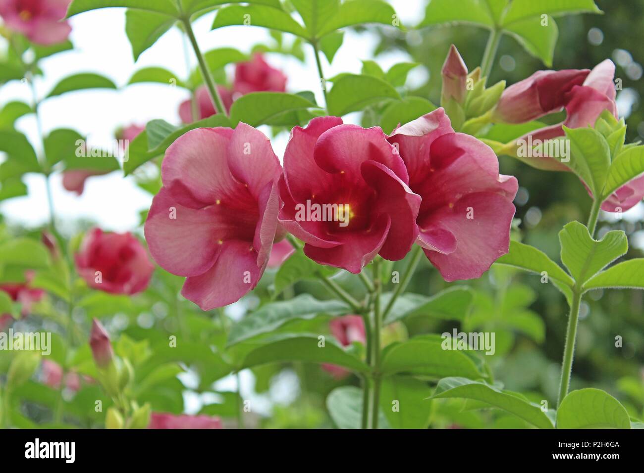 Purple Allamanda flower (Allamanda blanchetii) with green leaves and cloudy sky background. Violet allamanda flower is a species of flowering plant. Stock Photo
